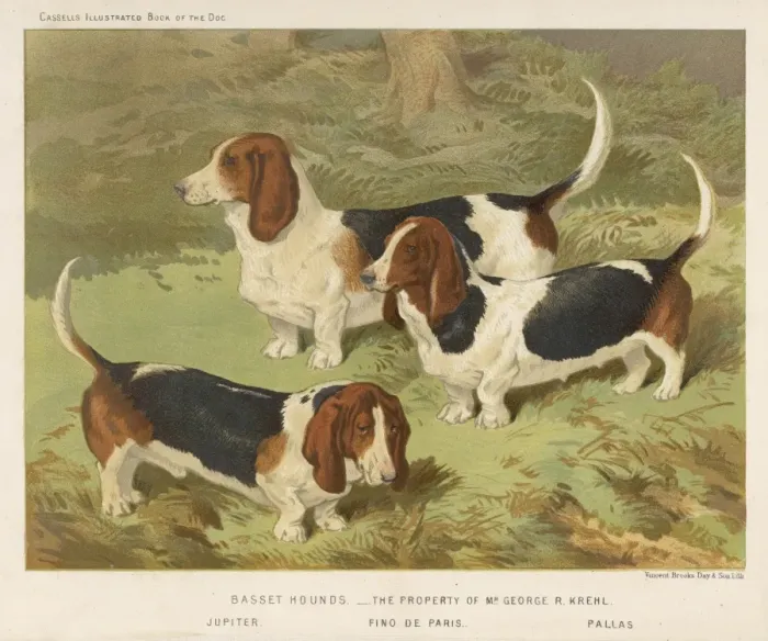Framed Print : Basset Hound (Shaw) Framed Print : Basset Hound (Shaw)