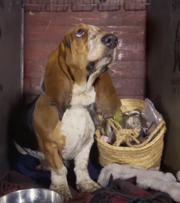 Framed Print : Basset hound with shopping basket Framed Print : Basset hound with shopping basket