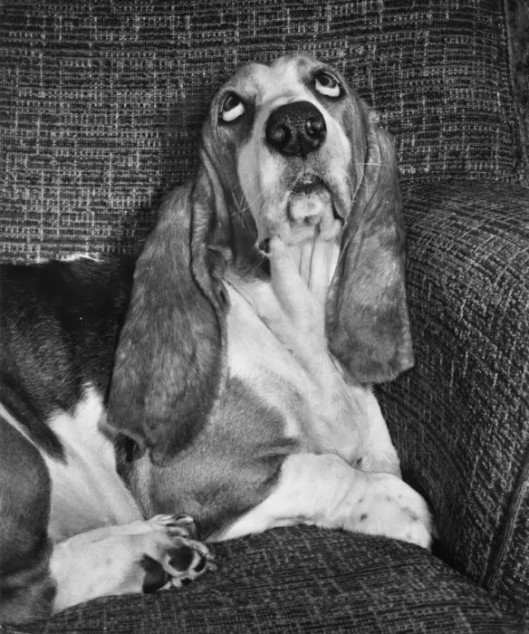 Framed Print : Basset hound on a sofa Framed Print : Basset hound on a sofa