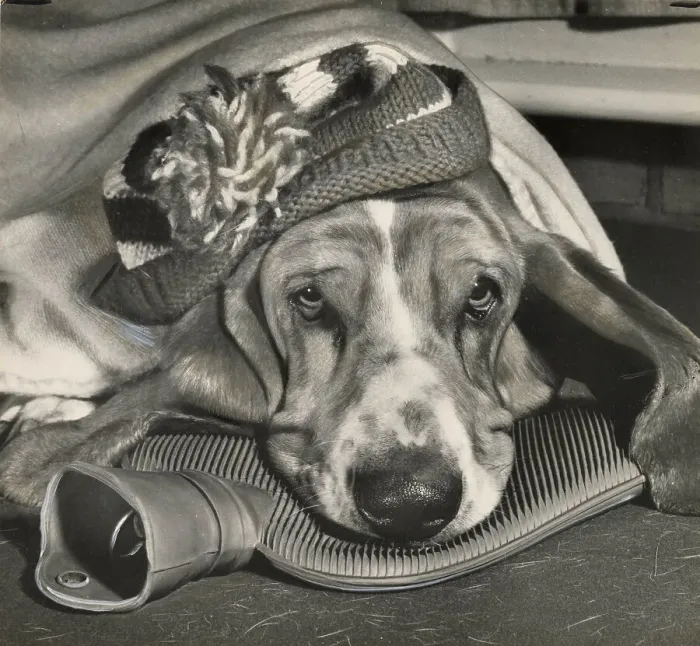 Framed Print : Basset hound with woolly hat and hot water bottle Date: 1950s Framed Print : Basset hound with woolly hat and hot water bottle Date: 1950s