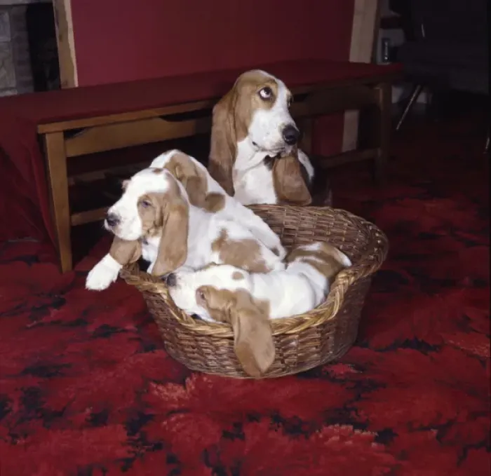 Framed Print : Four Basset hounds with basket Framed Print : Four Basset hounds with basket