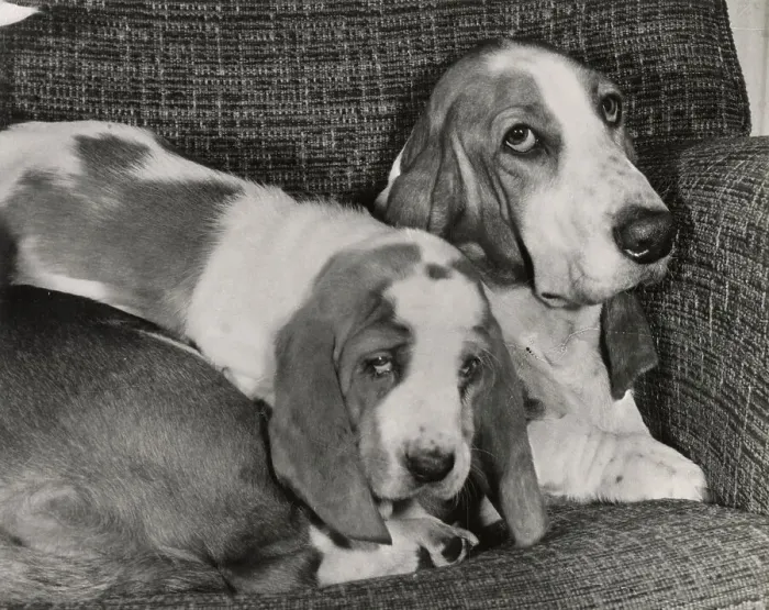 Framed Print : Two Basset hounds in a chair Date: 1950s Framed Print : Two Basset hounds in a chair Date: 1950s