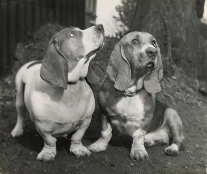 Framed Print : Two Basset hounds Date: 1950s Framed Print : Two Basset hounds Date: 1950s