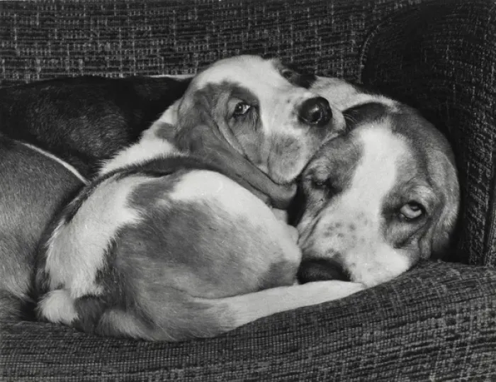 Framed Print : Two Basset hounds on a sofa Framed Print : Two Basset hounds on a sofa