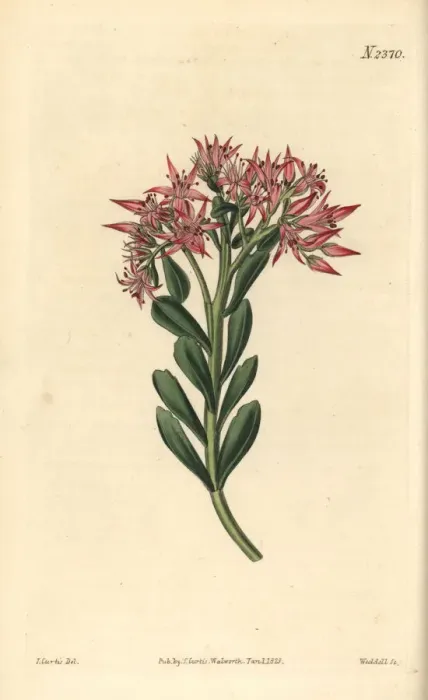 Framed Print : Bastard sedum, Sedum spurium Framed Print : Bastard sedum, Sedum spurium