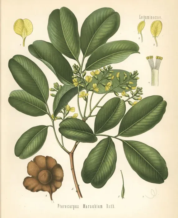 Framed Print : Bastard teak, Pterocarpus marsupium Framed Print : Bastard teak, Pterocarpus marsupium