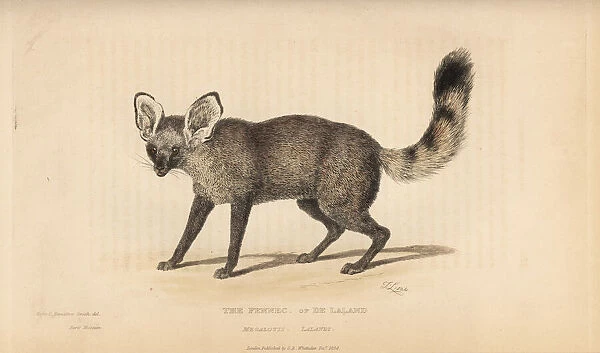 Bat eared fox, Otocyon megalotis lalandi