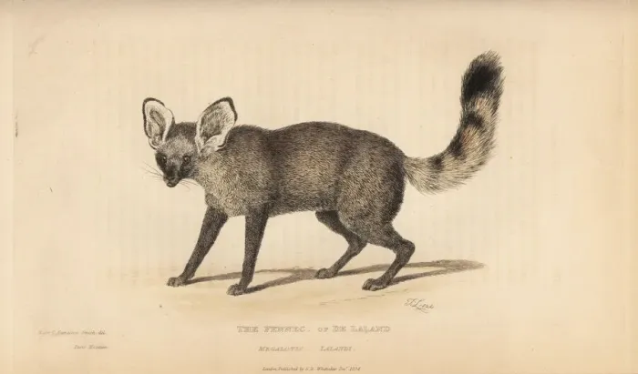 Framed Print : Bat eared fox, Otocyon megalotis lalandi Framed Print : Bat eared fox, Otocyon megalotis lalandi