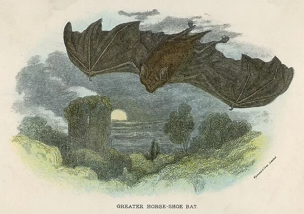 Bat  /  Greater Horseshoe  /  Nl
