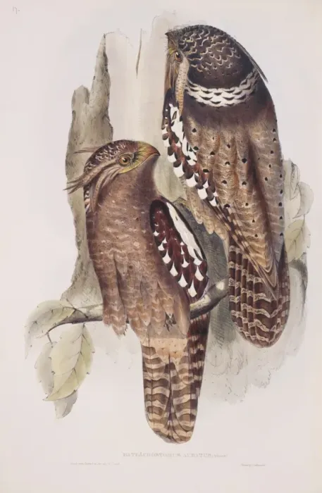 Framed Print : Batrachostomos auritas, large frogmouth Framed Print : Batrachostomos auritas, large frogmouth
