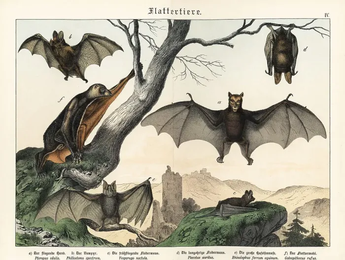 Framed Print : Bats and flying foxes Framed Print : Bats and flying foxes