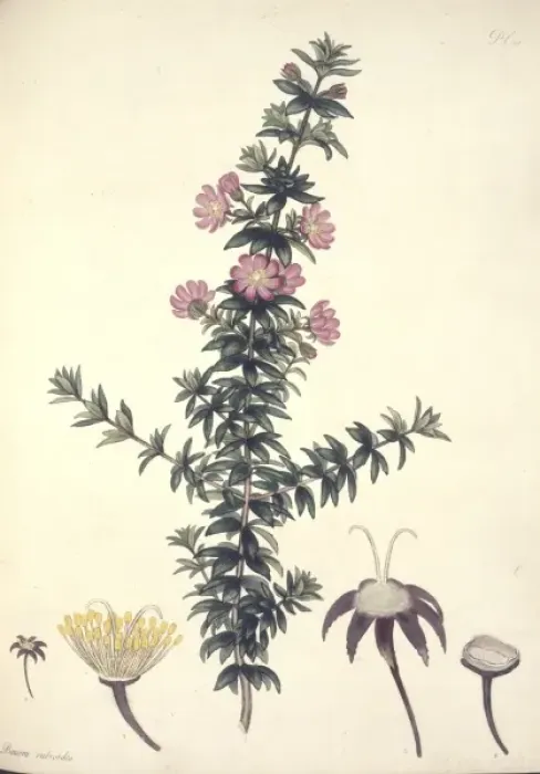 Framed Print : Bauera rubioides, dog rose Framed Print : Bauera rubioides, dog rose