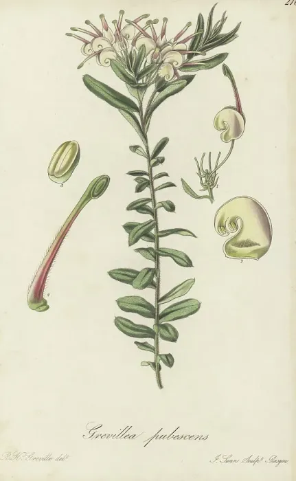 Framed Print : Bauer's grevillea, Grevillea baueri Framed Print : Bauer's grevillea, Grevillea baueri
