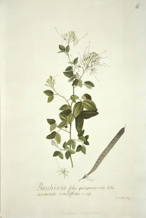 Framed Print : Bauhinia divaricata L. bulls hoof