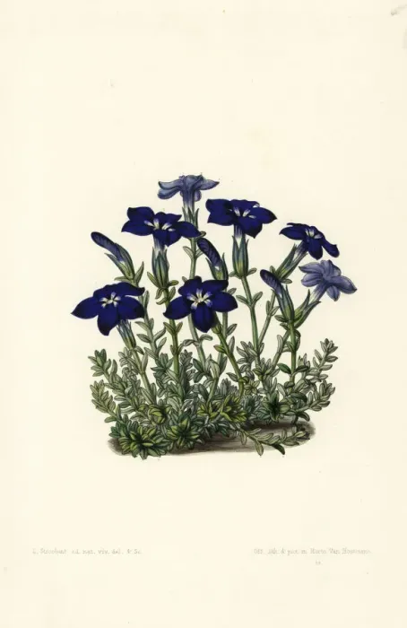Framed Print : Bavarian gentian, Gentiana bavarica Framed Print : Bavarian gentian, Gentiana bavarica