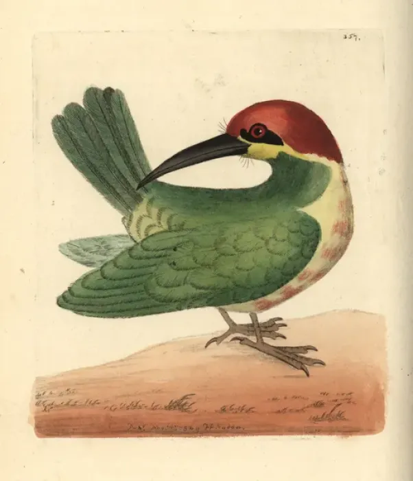 Framed Print : Bay-headed bee-eater, Merops leschenaulti Framed Print : Bay-headed bee-eater, Merops leschenaulti
