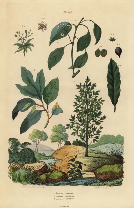Framed Print : Bay laurel, camphor and sassafras Framed Print : Bay laurel, camphor and sassafras