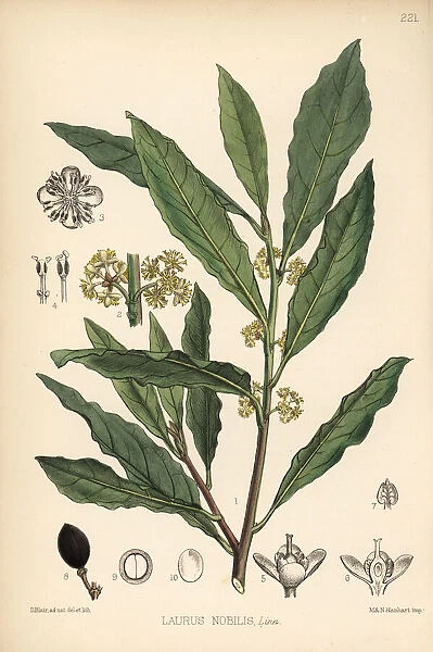 Bay tree, sweet bay or true laurel, Laurus nobilis