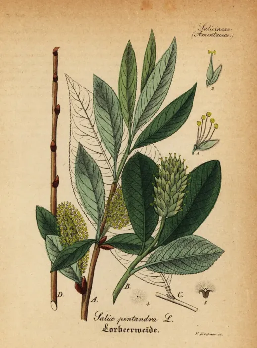 Framed Print : Bay willow, Salix pentandra Framed Print : Bay willow, Salix pentandra