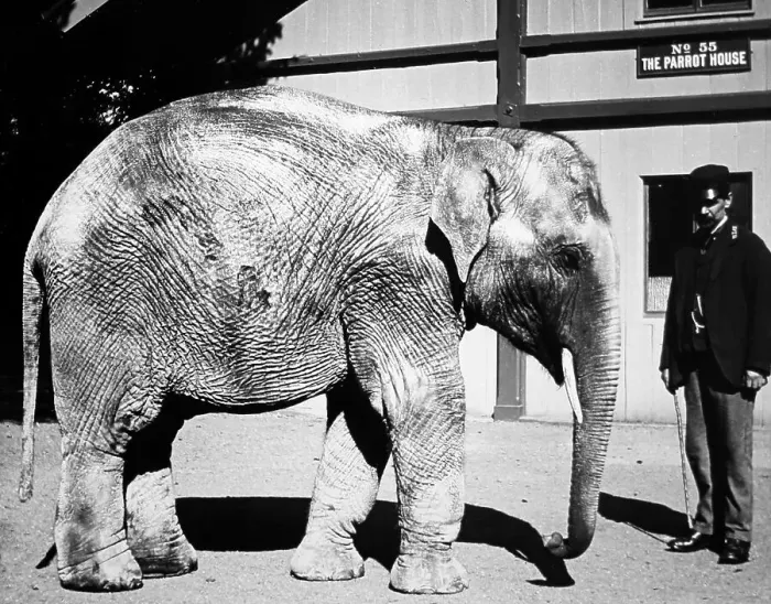 Framed Print : Bayy elephant and keeper, (probably London Zoo) Framed Print : Bayy elephant and keeper, (probably London Zoo)