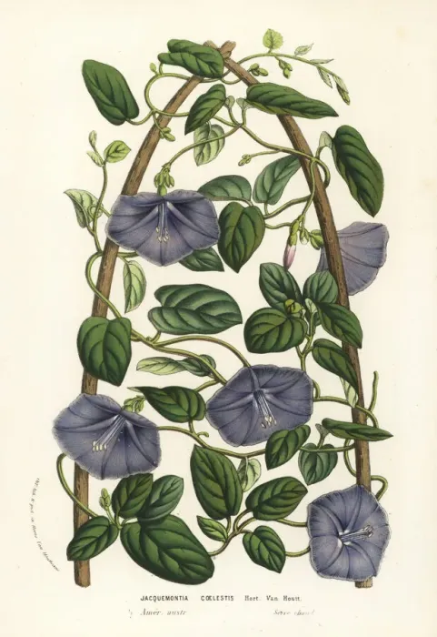 Framed Print : Beach clustervine, Jacquemontia coelestis Framed Print : Beach clustervine, Jacquemontia coelestis