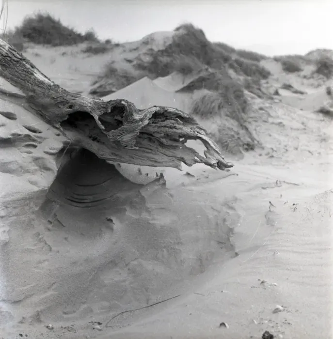 Framed Print : Beach driftwood Framed Print : Beach driftwood