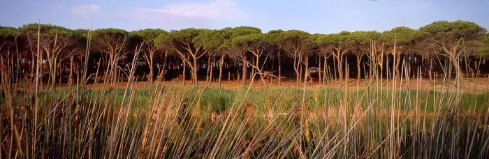Framed Print : Beach pines - Sardinia, Italy Framed Print : Beach pines - Sardinia, Italy