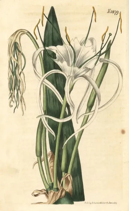 Framed Print : Beach spider lily, Hymenocallis littoralis Framed Print : Beach spider lily, Hymenocallis littoralis