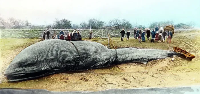 Framed Print : A beached whale, UK, Victorian period Framed Print : A beached whale, UK, Victorian period