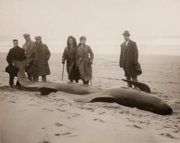 Framed Print : Beached whales alive in a Cornish village, 1932 Framed Print : Beached whales alive in a Cornish village, 1932