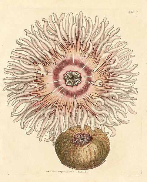 Beadlet anemone, Actinia equina