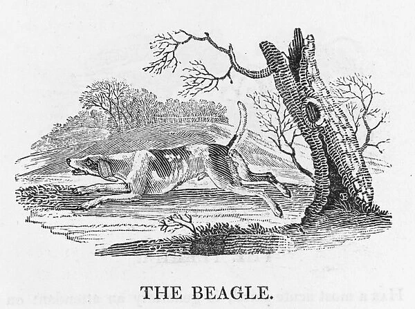 Beagle (Bewick)