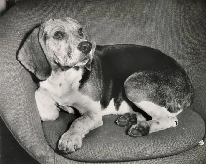 Framed Print : Beagle dog curled up in a chair Date: 1950s Framed Print : Beagle dog curled up in a chair Date: 1950s