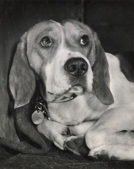 Framed Print : Beagle dog lying down Date: 1950s Framed Print : Beagle dog lying down Date: 1950s