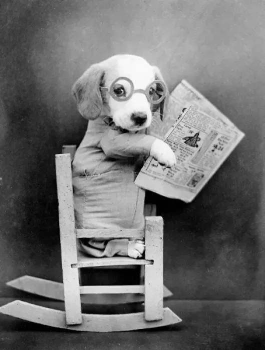Framed Print : Beagle Newsreader Framed Print : Beagle Newsreader