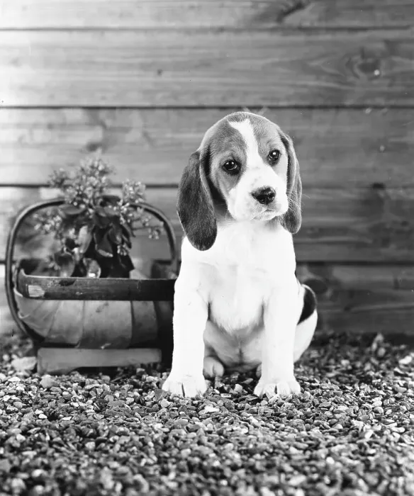 Framed Print : Beagle puppy Framed Print : Beagle puppy