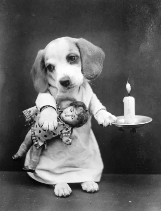 Framed Print : Beagle Puppy with Candle Framed Print : Beagle Puppy with Candle