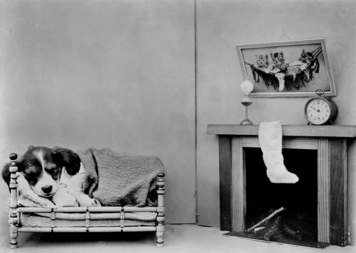 Framed Print : Beagle Waits for Santa Framed Print : Beagle Waits for Santa