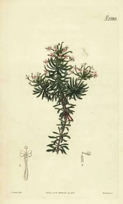 Framed Print : Beaked triggerplant, Stylidium adnatum Framed Print : Beaked triggerplant, Stylidium adnatum
