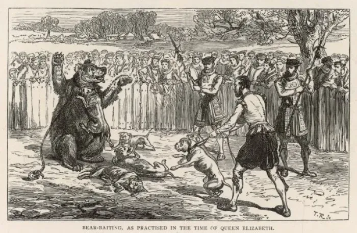Framed Print : Bear Baiting C 16 Framed Print : Bear Baiting C 16