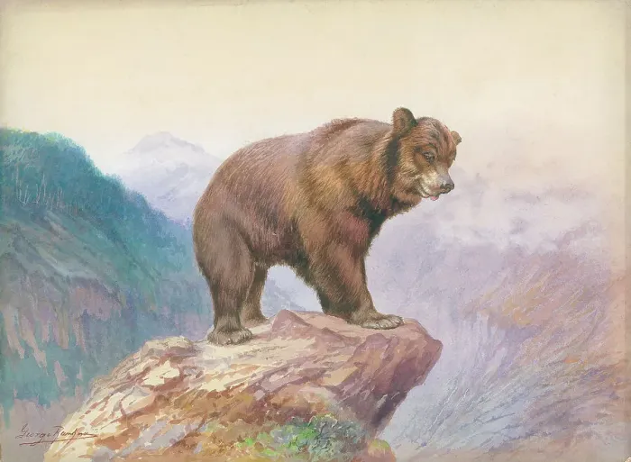 Framed Print : Bear by George Rankin Framed Print : Bear by George Rankin