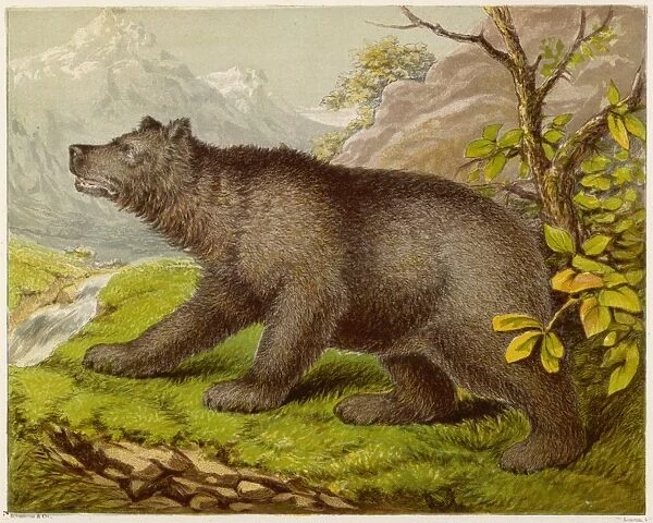 Bear (Kronheim)