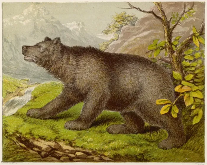 Framed Print : Bear (Kronheim) Framed Print : Bear (Kronheim)