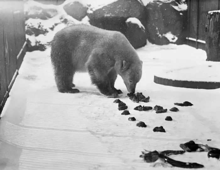 Framed Print : Bear in the Snow Framed Print : Bear in the Snow