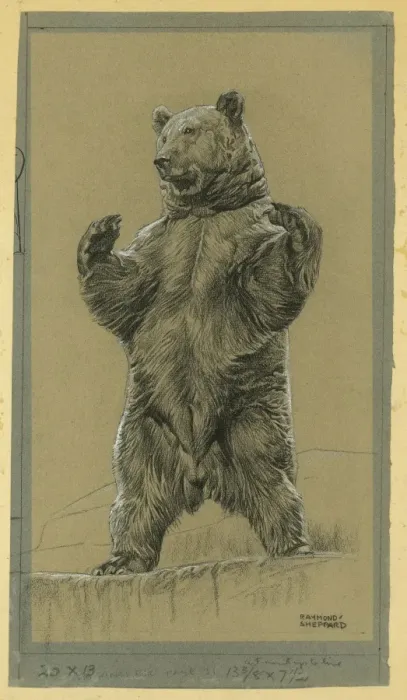 Framed Print : Bear Standing Framed Print : Bear Standing
