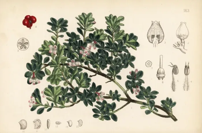 Framed Print : Bearberry, Arctostaphylos uva-ursi Framed Print : Bearberry, Arctostaphylos uva-ursi