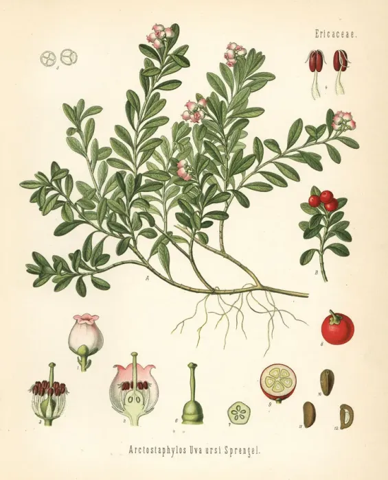 Framed Print : Bearberry, Arctostaphylos uva-ursi Framed Print : Bearberry, Arctostaphylos uva-ursi