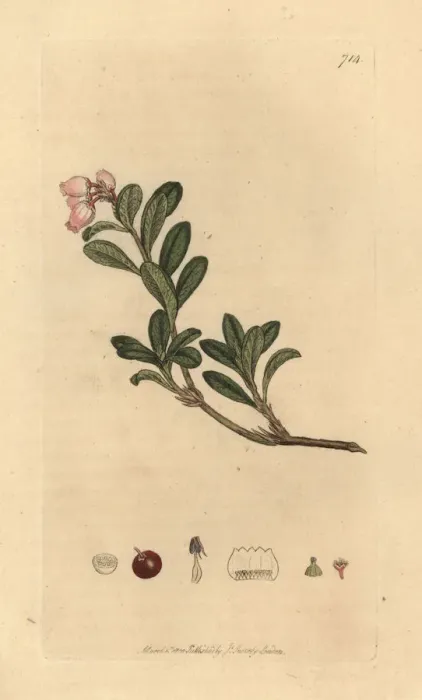Framed Print : Bearberry, Arctostaphylos uva-ursi Framed Print : Bearberry, Arctostaphylos uva-ursi
