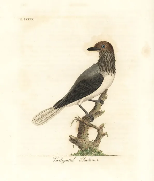 Framed Print : Bearded bellbird, Procnias averano Framed Print : Bearded bellbird, Procnias averano