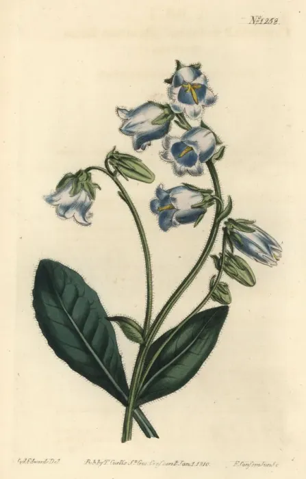 Framed Print : Bearded bellflower, Campanula barbata Framed Print : Bearded bellflower, Campanula barbata